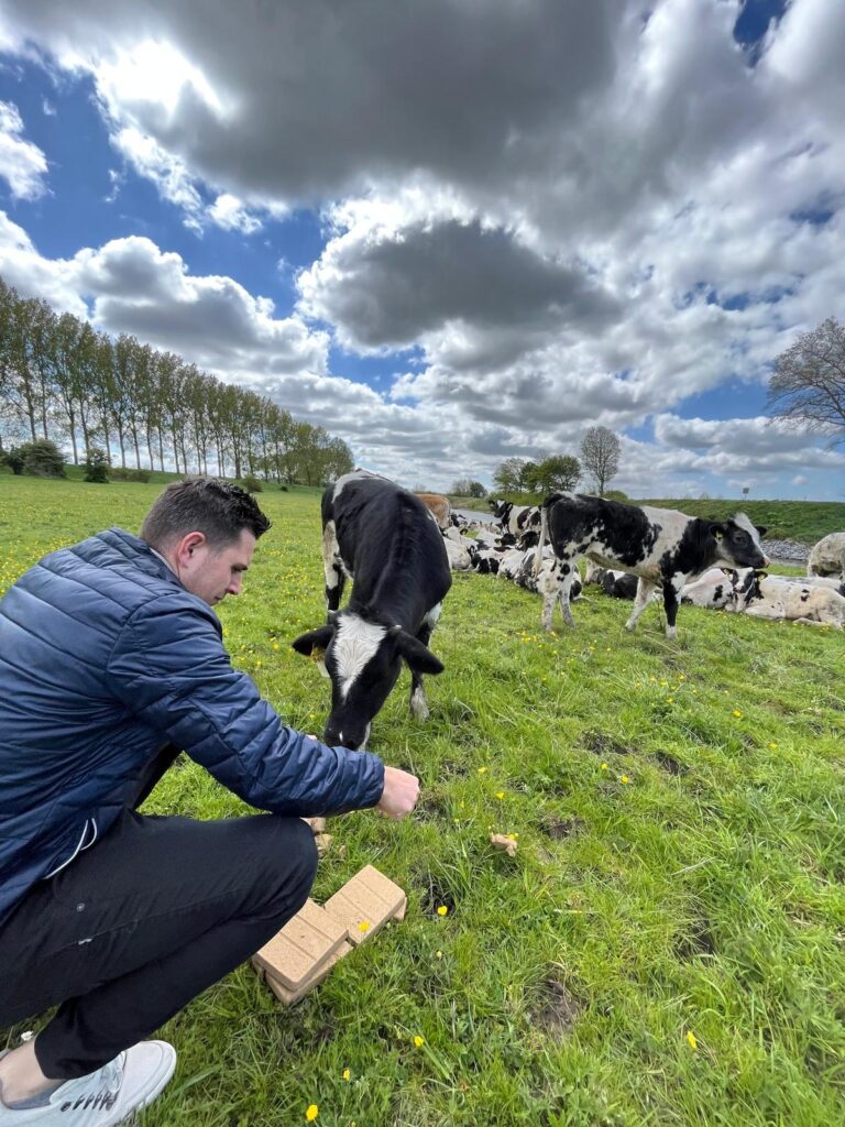 boer en koe in de wei